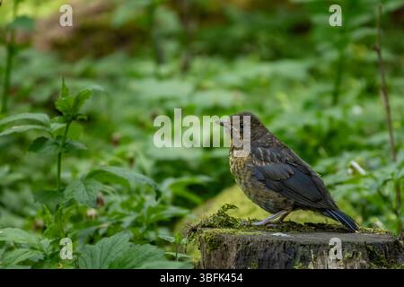 Porträt eines jungen Blackbird, der darauf wartet, von seinen Eltern gefüttert zu werden Stockfoto