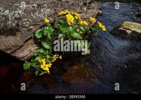 Marsh Marigold (Caltha palustris) blüht Stockfoto