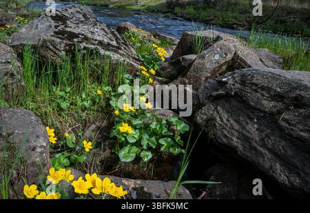 Marsh Marigold (Caltha palustris) blüht Stockfoto