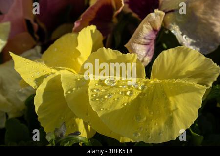Stiefmütterchen mit Wassertropfen im Freien Stockfoto