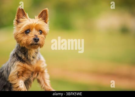 Australischer Silky Terrier mit flauschigem Fell sitzt aufmerksam in einem grünen Park. Das Wetter ist wunderschön und das sanfte Sonnenlicht unterstreicht die natürliche Umgebung Stockfoto