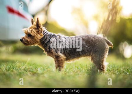 Ein kleiner Hund mit flauschigem Pelz steht auf üppigem Gras und genießt den warmen Glanz der Nachmittagssonne. Die Umgebung bietet eine friedliche Outdoor-Szene. Stockfoto