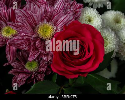 blumenarrangements, rote Rosen, grüne und lila Chrysanthemen, weiße Dahlien, Gänseblümchen, natürliche Blumen, in voller Blüte aus nächster Nähe, elegant, intim, RO Stockfoto