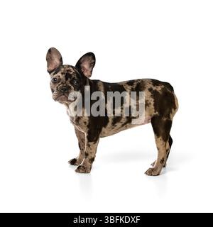Französischer Bulldog-Welpe mit merle-Fell steht mit erhöhten Ohren und neugierigem Blick, zeigt Wachheit und Selbstvertrauen vor weißem Hintergrund Stockfoto