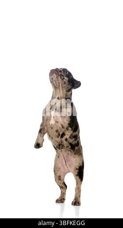 Niedliche merle Bulldogge, die auf Hinterbeinen steht und mit aufgeregten weiten Augen nach oben blickt, zeigt eifrige Aufmerksamkeit und Balance vor weißem Studiohintergrund Stockfoto