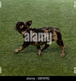 Französischer Bulldogge-Welpe mit dunklem merle-Fell geht mit wachsamen Ohren über grünen Rasen und bewegt sich spielerisch mit neugierigem Blick Stockfoto