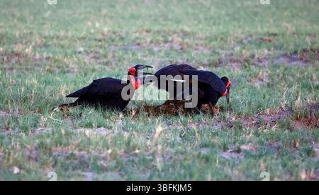 Familie der Südlichen Bodenhornvögel auf der Suche nach Nahrungssuche Stockfoto