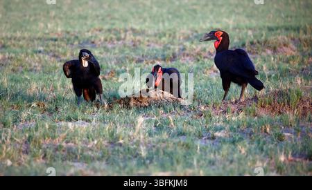Familie der Südlichen Bodenhornvögel auf der Suche nach Nahrungssuche Stockfoto