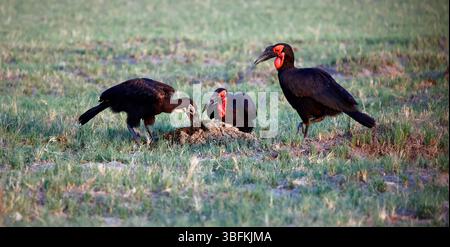 Familie der Südlichen Bodenhornvögel auf der Suche nach Nahrungssuche Stockfoto