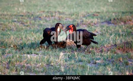 Familie der Südlichen Bodenhornvögel auf der Suche nach Nahrungssuche Stockfoto