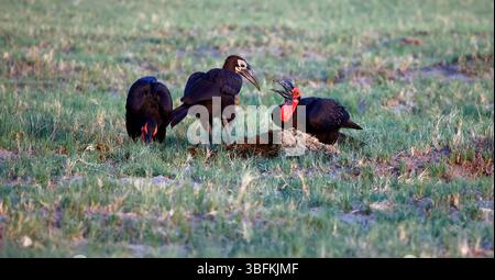 Familie der Südlichen Bodenhornvögel auf der Suche nach Nahrungssuche Stockfoto