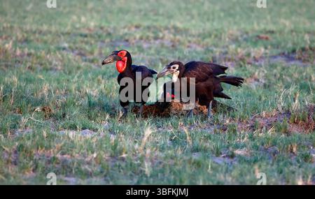 Familie der Südlichen Bodenhornvögel auf der Suche nach Nahrungssuche Stockfoto