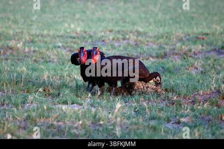 Familie der Südlichen Bodenhornvögel auf der Suche nach Nahrungssuche Stockfoto