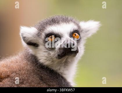 Nahaufnahme eines im Freien isolierten Ringschwanzlemurs (Lemur catta) mit großen, offenen Augen, die nach oben schauen. Stockfoto