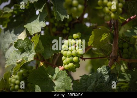 Nahaufnahme von grünen Trauben auf der Rebe mit sichtbaren Blättern und verschwommenen Traubengruppen im Hintergrund, natürliche Außenweinlage Stockfoto