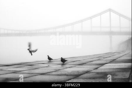 Aus der ätherischen Umarmung des Nebels erhebt sich eine einsame Brücke. Stockfoto