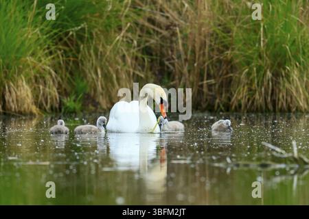 Ein Schwan mit Küken im Wasser eines Teichs, umgeben von Gras, Mute Swan, (cygnus olor), Wildtieren, Deutschland, Europa Stockfoto