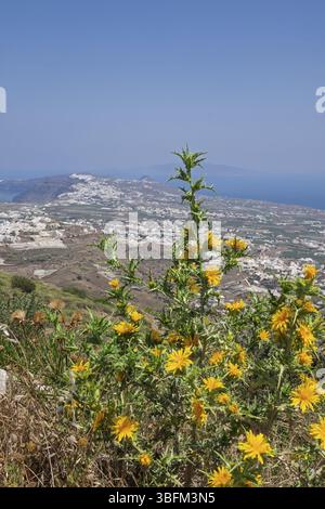 Dorndistel oder Goldwurzel (Scolymus hispanicus), Santorini, Kykladen, Griechenland, Europa Stockfoto