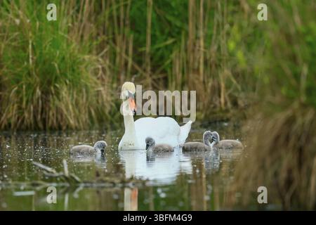 Ein Schwan mit seinen Küken im Wasser eines Teichs, umgeben von grüner Vegetation, Mute Swan (cygnus olor), Wildtiere, Deutschland, Europa Stockfoto