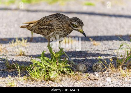 Vogel steht auf Kies neben zwei Eiern unter gebrochenem Schatten, Steinbrach (Burhinus oedicnemus), Frankreich, Europa Stockfoto