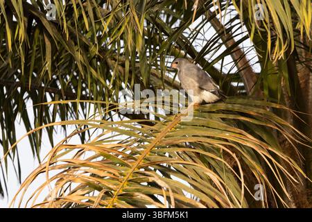 Eidechsenbussard Kaupifalco monogrammicus, Erwachsener in Palmen, Paul Area, Brikama, Gambia, Januar Stockfoto