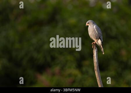 Eidechsenbussard Kaupifalco monogrammicus, Erwachsener auf Ast, Paul Area, Brikama, Gambia, Januar Stockfoto