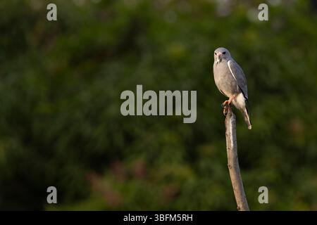 Eidechsenbussard Kaupifalco monogrammicus, Erwachsener auf Ast, Paul Area, Brikama, Gambia, Januar Stockfoto