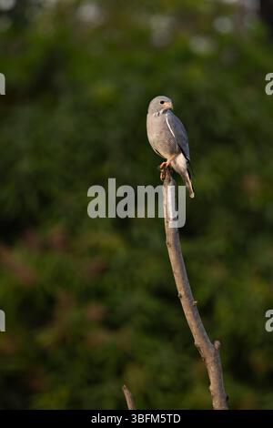 Eidechsenbussard Kaupifalco monogrammicus, Erwachsener auf Ast, Paul Area, Brikama, Gambia, Januar Stockfoto