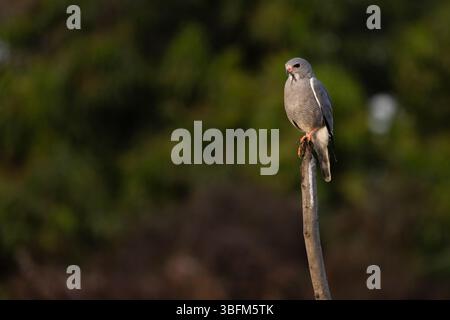 Eidechsenbussard Kaupifalco monogrammicus, Erwachsener auf Ast, Paul Area, Brikama, Gambia, Januar Stockfoto