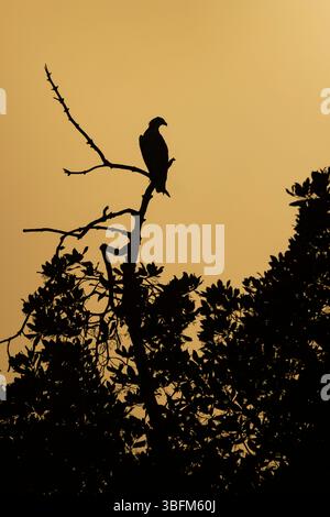 Osprey Pandion haliaetus, in Mangroven bei Sonnenuntergang, Gambia River, Brikama, Gambia, Januar Stockfoto