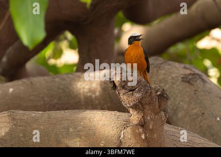Cossypha albicapillus, Erwachsener im Wald, Kubuneh, Brikama, Gambia, Januar Stockfoto