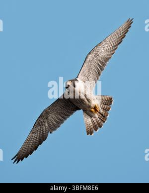 Wilder weiblicher Wanderfalke (Falco peregrinus) im Flug gegen einen blauen Himmel, Norfolk Stockfoto