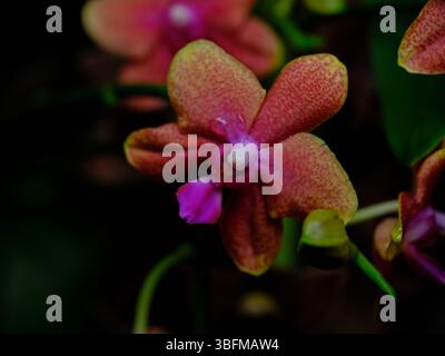 Leuchtende orange und rosa Orchideenblüten, die in einem üppigen Garten während des frühen Morgenlichts festgehalten werden Stockfoto