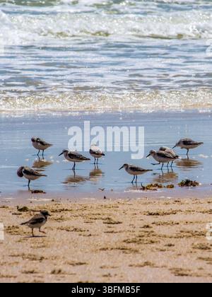 Eine große Schar von Sanderlingen (Calidris alba), die sich auf dem nassen Sand in einem Sandstrand in Mosambik ernähren Stockfoto