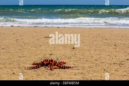 Ein leuchtend roter, roter Stern, der an einem ruhigen, sonnigen Tag am Strand von Inhassoro in Mosambik angespült wurde. Stockfoto