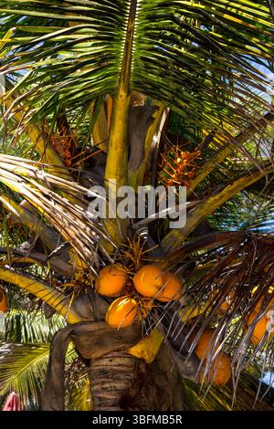 Blick auf die großen Reifen Kokosnüsse, die in einer Kokospalme (Cocos nucifera) hängen, die entlang der mosambikanischen Küste wächst. Stockfoto