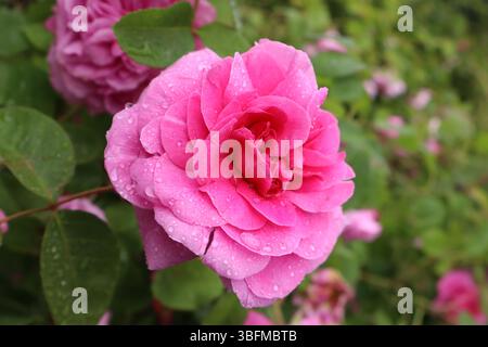 Regnerische, pinkfarbene Rose in einem Park Stockfoto