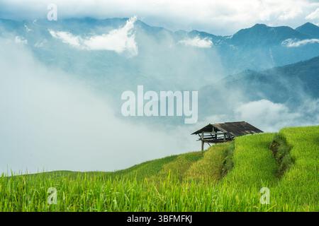 Wunderschöne üppig grüne Reisfelder-Terrassen mit Holzhütte und Nebel bedeckt am Morgen auf der Landschaft in Ha Giang, Hoang Su Phi, Vietnam Stockfoto