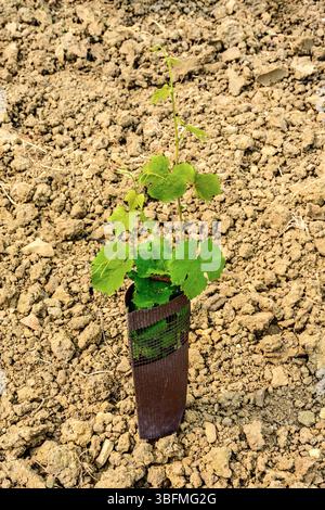 Erste Saison der neu gepflanzten Weinrebe - mit Nagetier- und Kaninchenschutzhülle - Wachstum und neue Blätter - Zentralfrankreich. Stockfoto