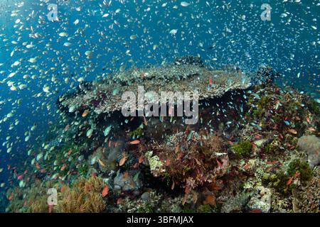 Horden farbenfroher blaugrüner Chromis bilden sich über einem blühenden Korallenriff in der Pantarstraße in der Nähe der tropischen Insel Alor, Indonesien. Stockfoto