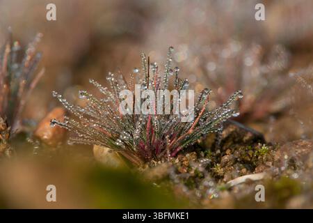 Morgentau auf Gras – winzige Tropfen funkeln im frühen Licht auf Grashalmen. Ein friedlicher Anfang in den Tag. Stockfoto
