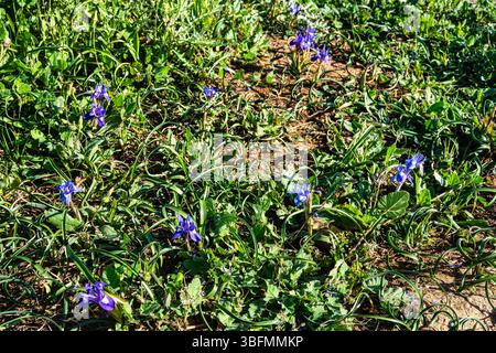 Violet Iris xiphium, bekannt als die spanische Iris an der Algarve Küste in Portugal. Sie ist eine Iris aus Spanien und Portugal. Stockfoto