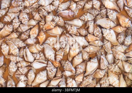 Muscheln in Epoxidharz. Dekorativer Küsten-Hintergrund. Natürliche Schalen erhalten. Künstlerische Meeresoberfläche. Epoxid-Texturmuster. Handgefertigt mit Meeresmotiv Stockfoto