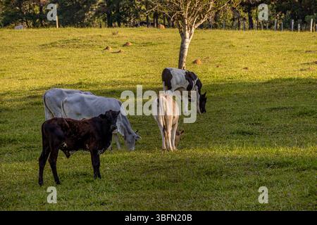 Kühe weiden friedlich auf einem grünen Feld unter warmem Sonnenlicht, umgeben von Bäumen und ländlicher Landschaft. Stockfoto