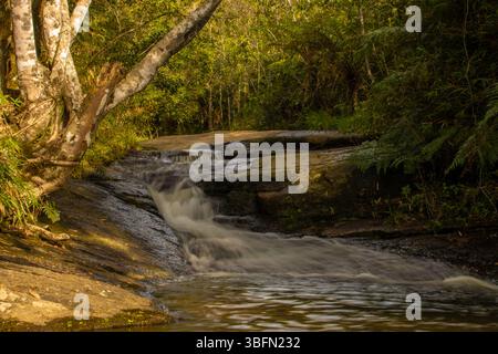Kleiner Wasserfall, der über glatte Felsen in einer üppigen Waldlandschaft fließt und während der goldenen Stunde in Brasilien in warmes natürliches Licht getaucht wird. Stockfoto