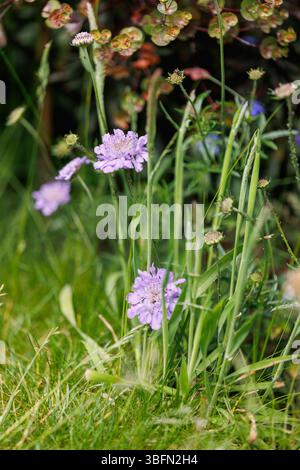 Ein bewachsener Rasen in einem britischen Garten während des Monats Mai (No Mow May), der Insektenlebensräume schafft und Unkraut/Wildpflanzen wachsen lässt. Stockfoto