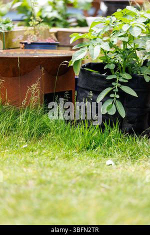 Ein bewachsener Rasen in einem britischen Garten während des Monats Mai (No Mow May), der Insektenlebensräume schafft und Unkraut/Wildpflanzen wachsen lässt. Stockfoto