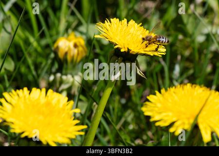 Auf einer grasbewachsenen Wiese sammelt eine Biene tagsüber Pollen auf einem hellgelben Löwenzahn. Mehrere andere Löwenzahn blühen im grünen Gras. Stockfoto