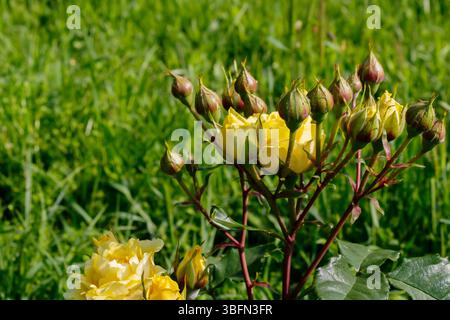 Mehrere gelbe Rosen blühen und keimen in einem Garten. Grünes Gras füllt den Hintergrund an einem sonnigen Tag. Neue Blätter und Knospen sind hervorzuheben. Stockfoto
