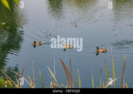 Drei Enten schwimmen in einem Teich mit Sonnenlicht, das auf dem Wasser reflektiert. Die Enten sind in einem Abstand voneinander angeordnet. Große Gräser wachsen im Vordergrund entlang des Randes des Th Stockfoto
